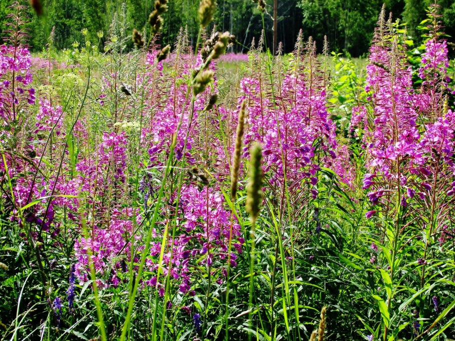 Растения Краснодарского края Иван чай