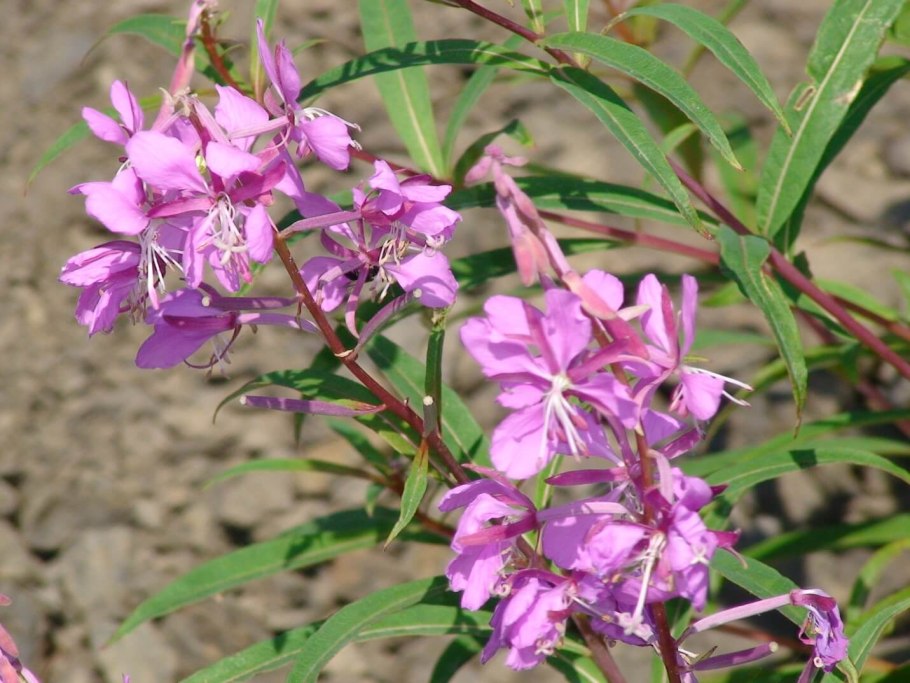 Кипрей широколистный