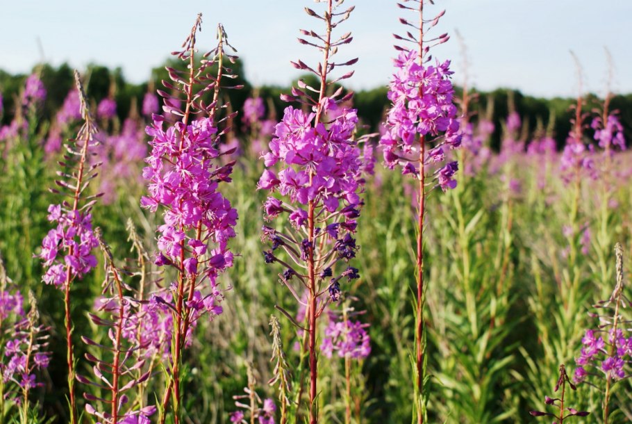 Люпин Иван чай кипрей вышивка описание