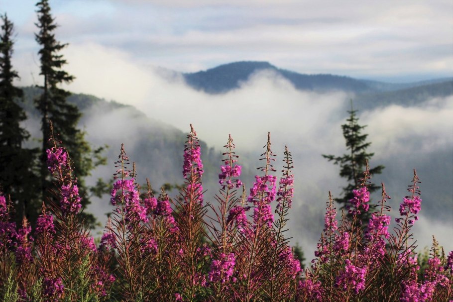 Кузнецкий Алатау Флора
