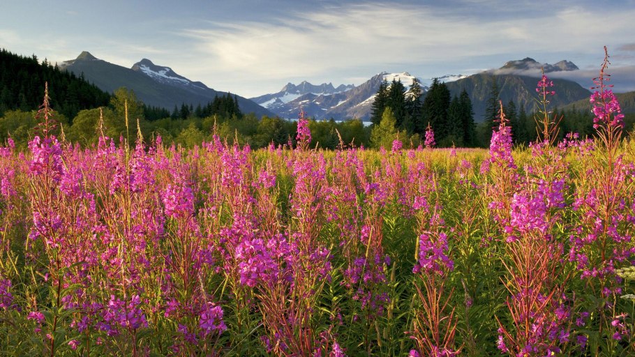 Кипрей широколистный