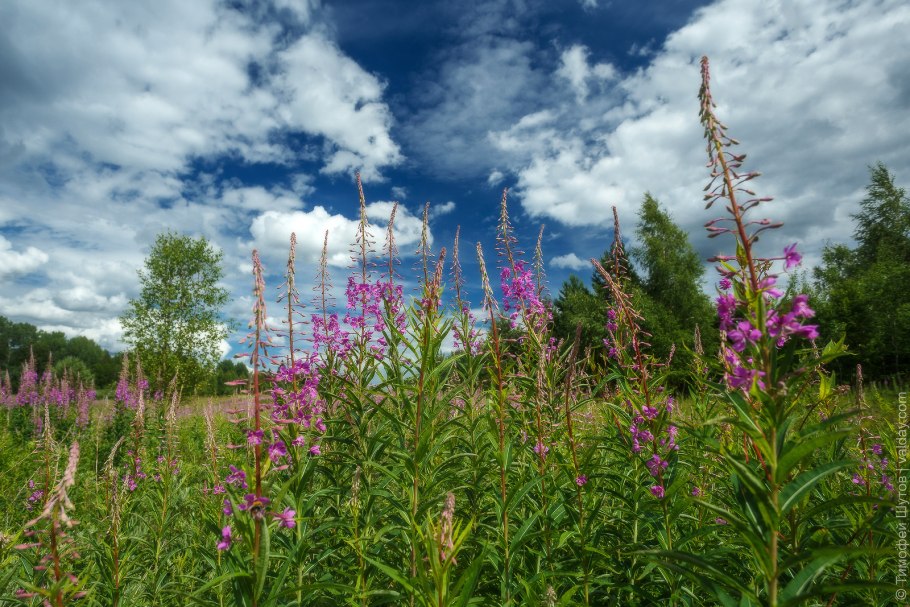 Иван чай узколистный