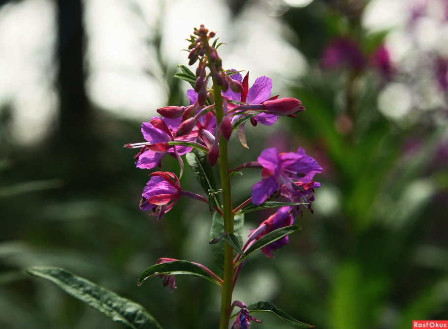 Кипрей Алтай