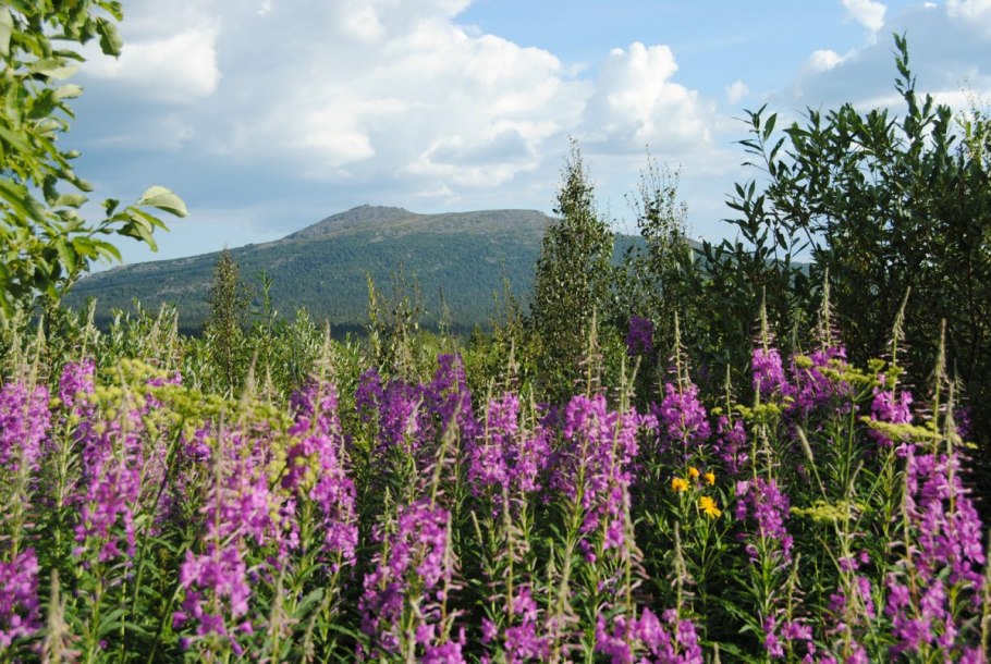 Кузнецкий Алатау кипрей