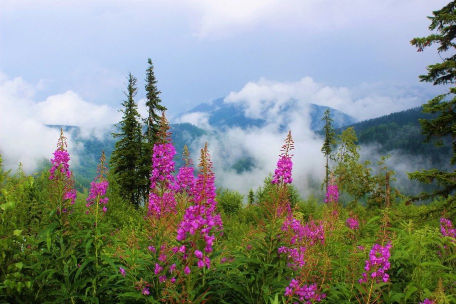 Иван-чай Алатау