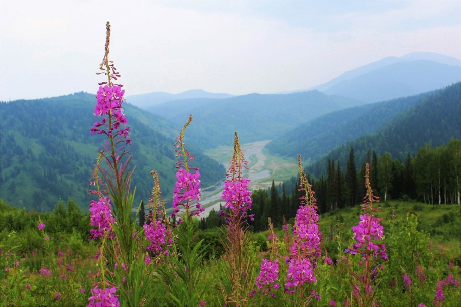 Кипрей Алтай