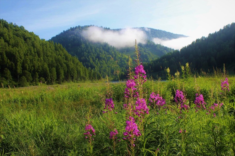 Кузнецкий Алатау Флора