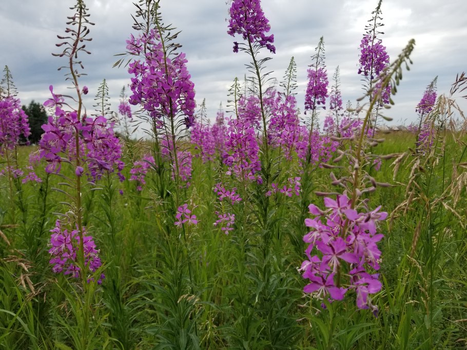Иван чай горный Алтай
