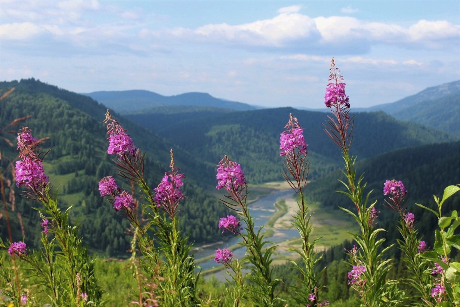 Баргузинский заповедник кипрей горный
