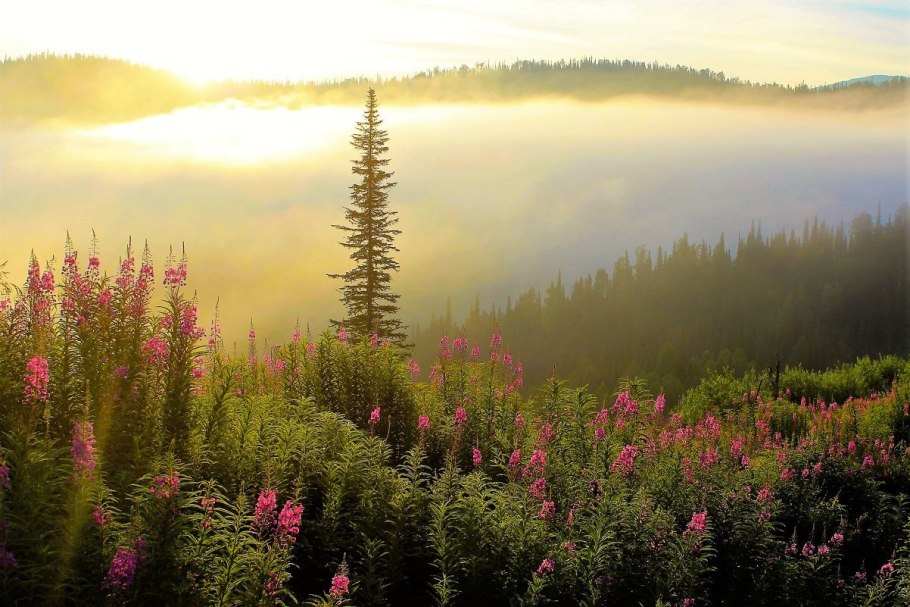 Кипрей иван чай