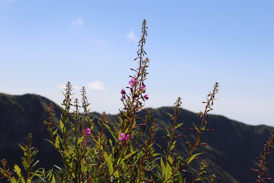 Баргузинский заповедник кипрей горный