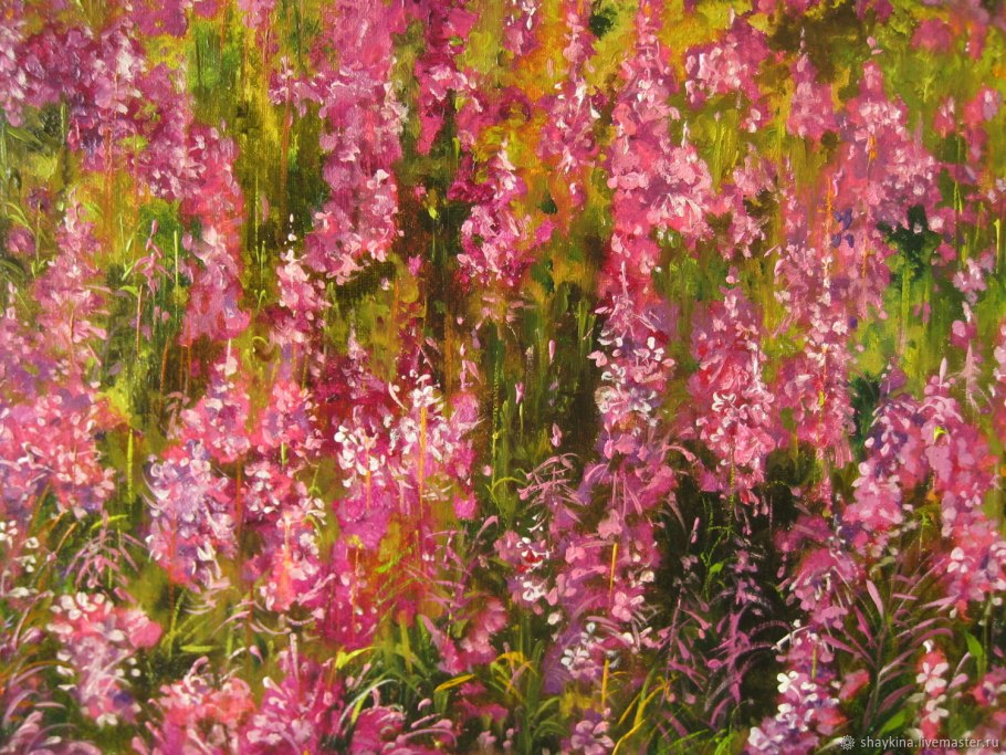 Иван-чай широколистный