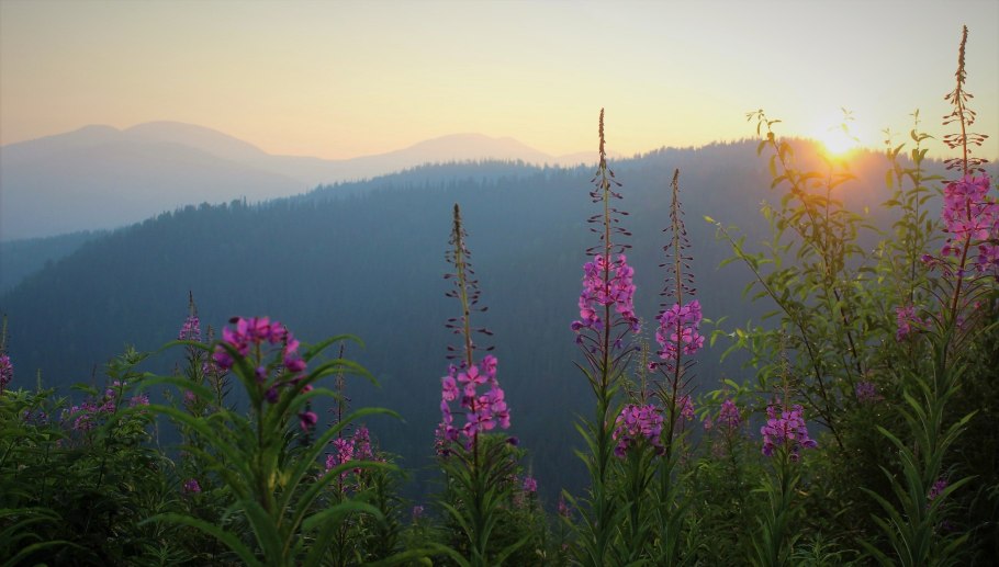 Горный Иван чай кавказский