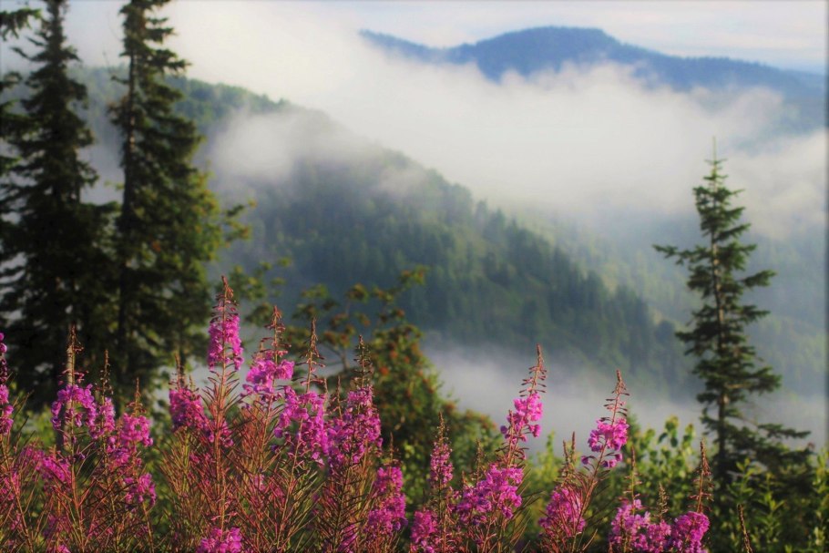 Кипрей Альпийский