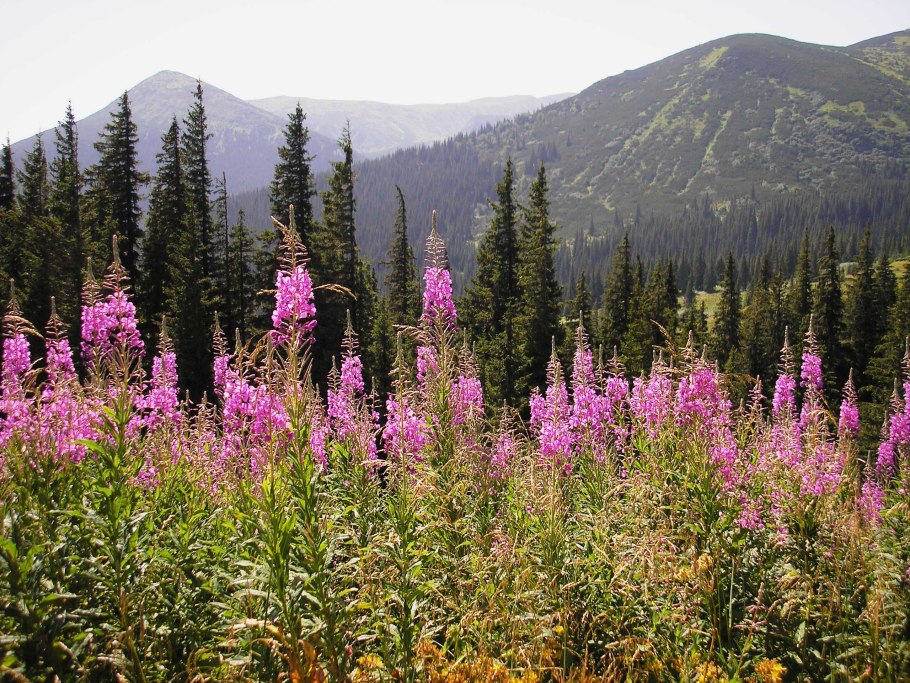 Кипрей Альпийский