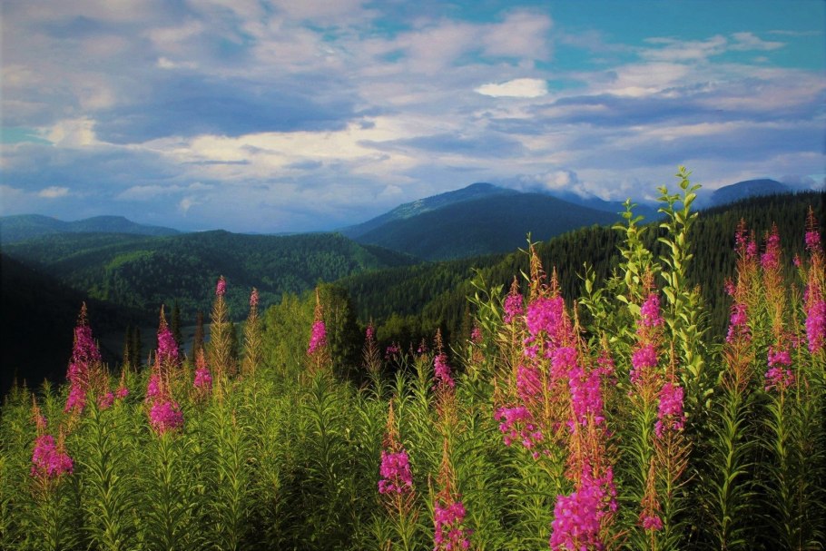 Кипрей Крымский