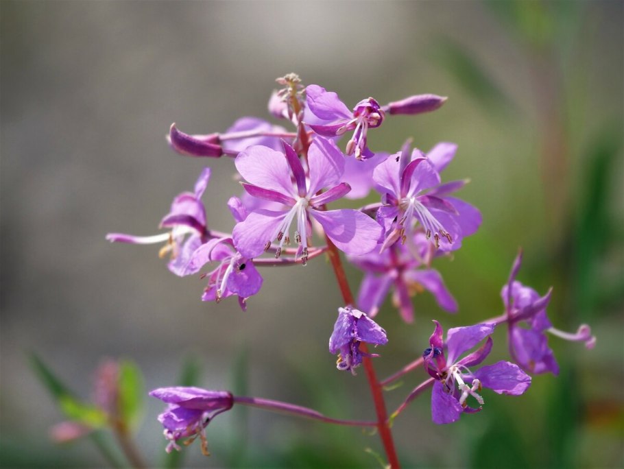 Иван-чай узколистный Узбекистан