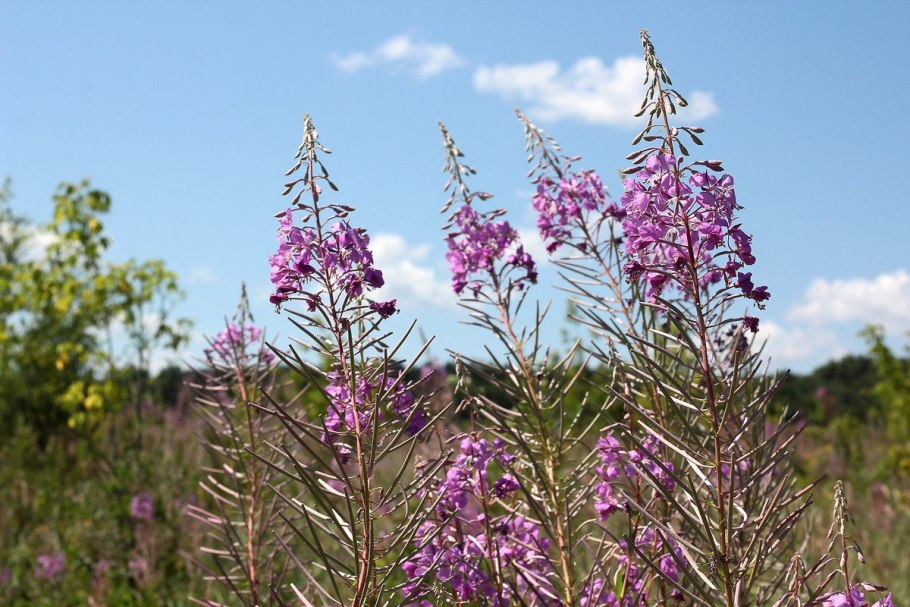 Кипрей древеснеет