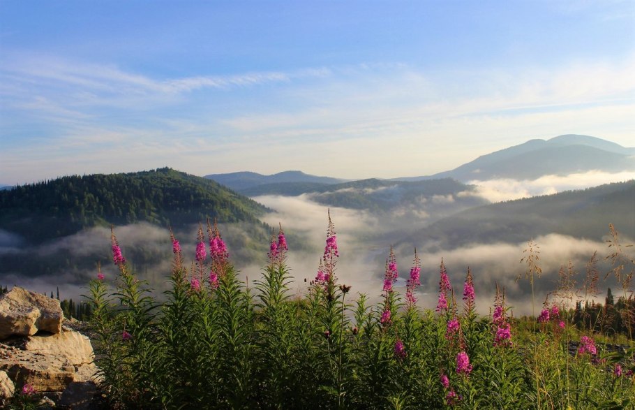 Иван чай соцветие