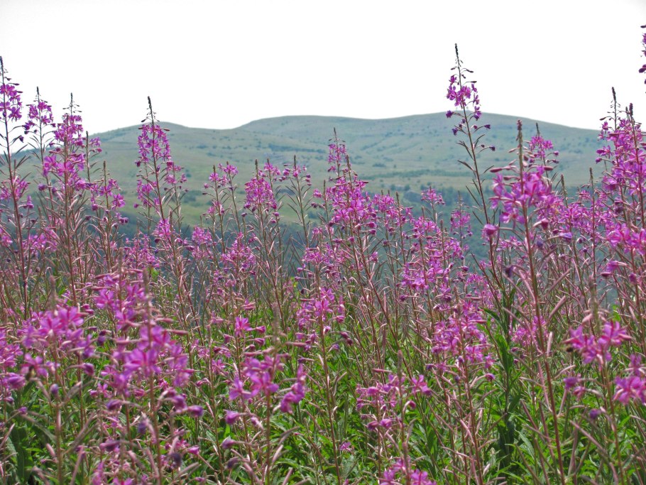 Белый Иван-чай кипрей белого цвета
