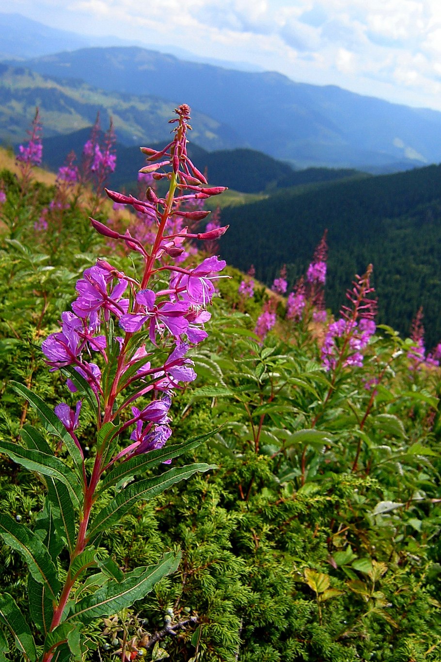 Кипрей узколистный царство