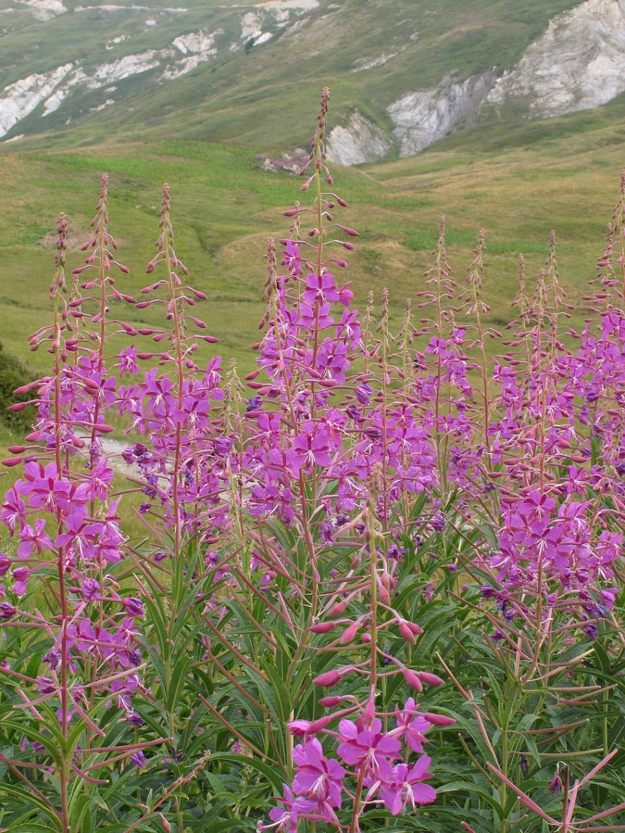 Кипрей горный epilobium montanum