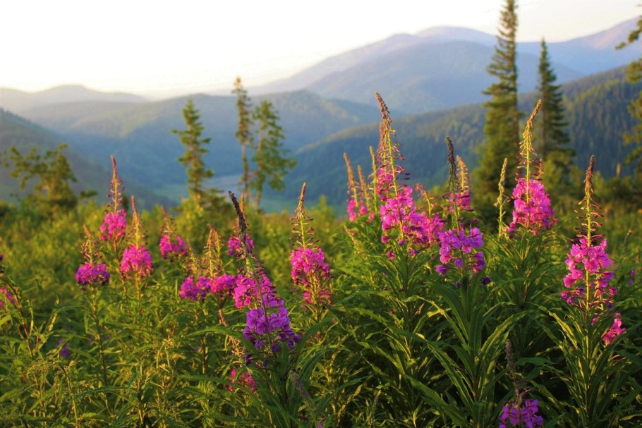 Баргузинский заповедник кипрей горный