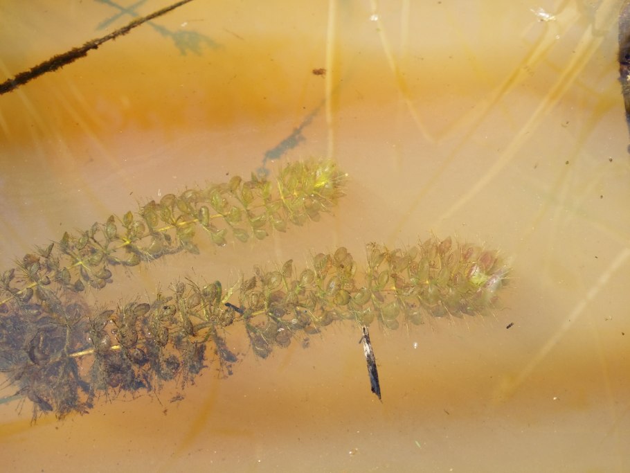 Как нарисовать альдрованда