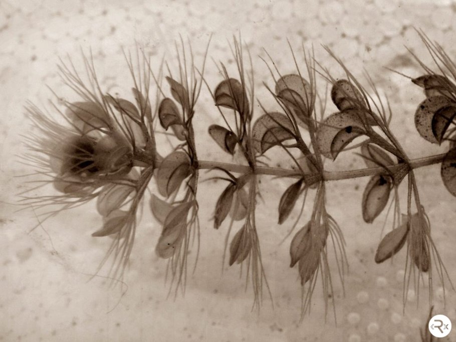 Пузырчатка (Utricularia)