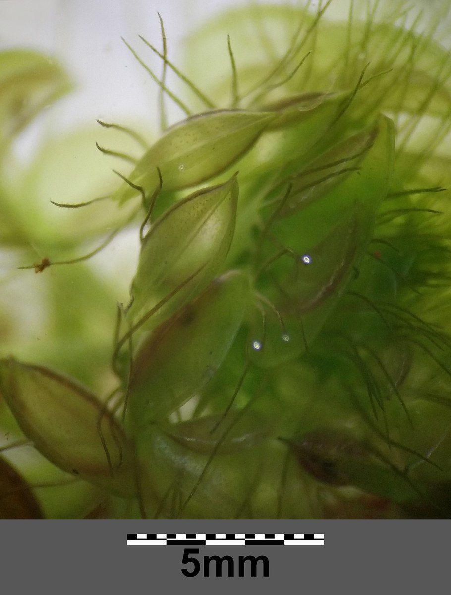 Альдрованда пузырчатая (Aldrovanda vesiculosa)