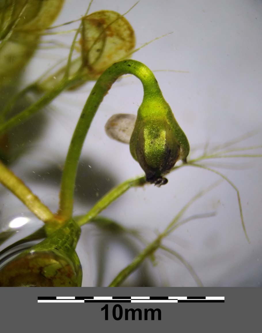 Aldrovanda vesiculosa