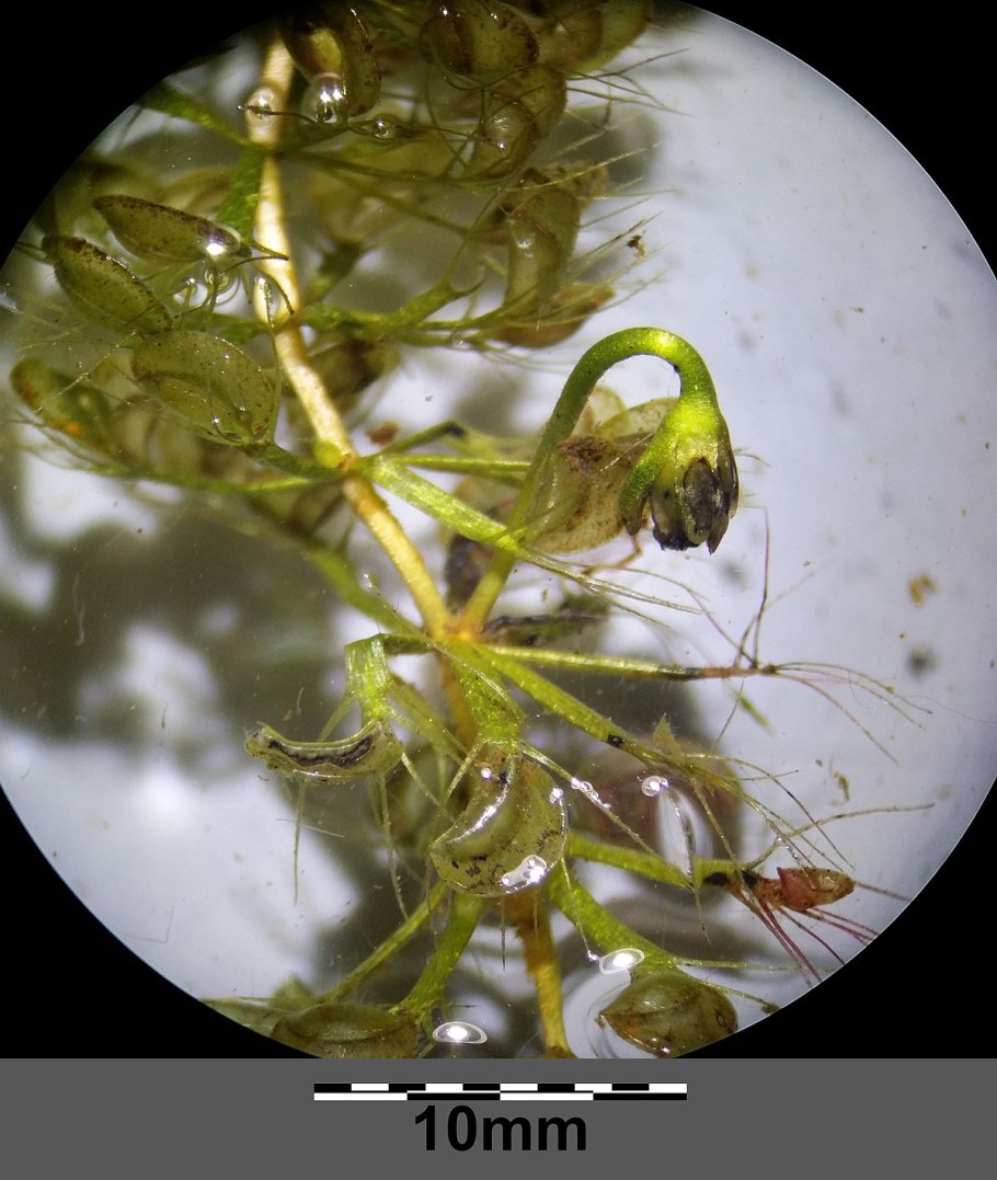 Альдрованда Зуся