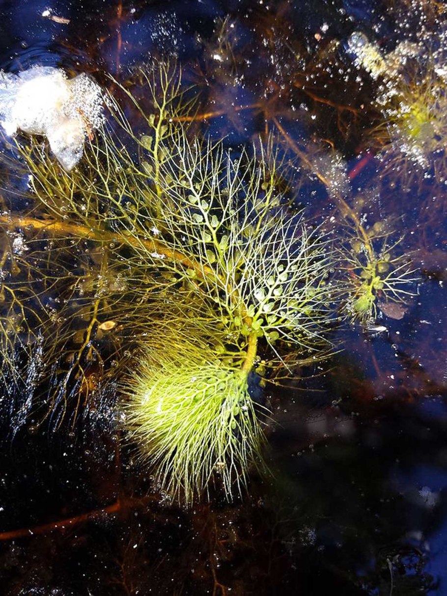 Альдрованда пузырчатая (Aldrovanda vesiculosa)