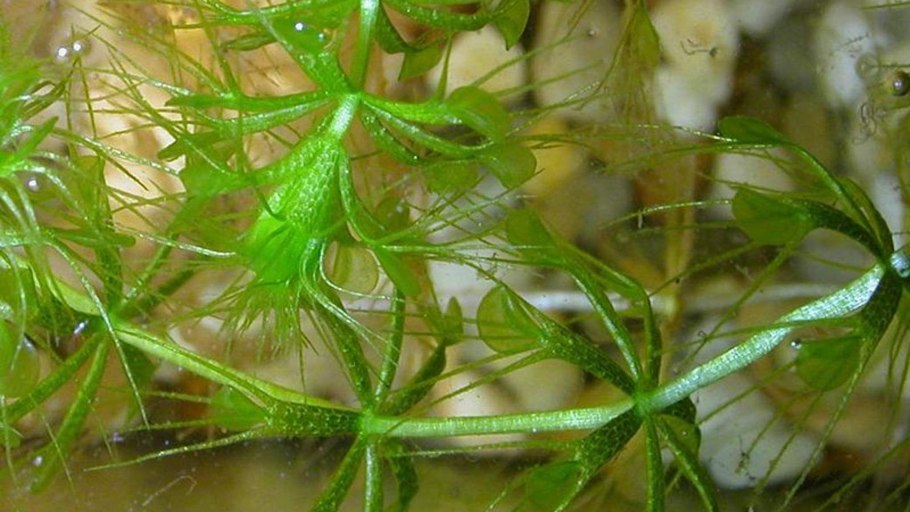 Альдрованда пузырчатая в аквариуме