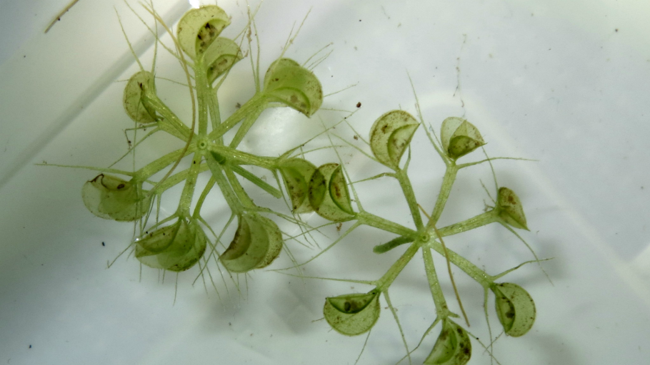 Насекомоядное растение альдрованда пузырчатая