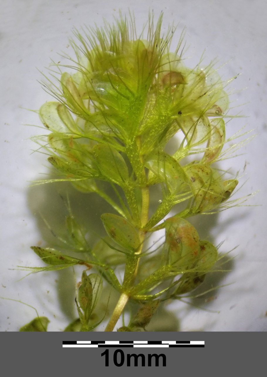 Альдрованда пузырчатая (Aldrovanda vesiculosa)