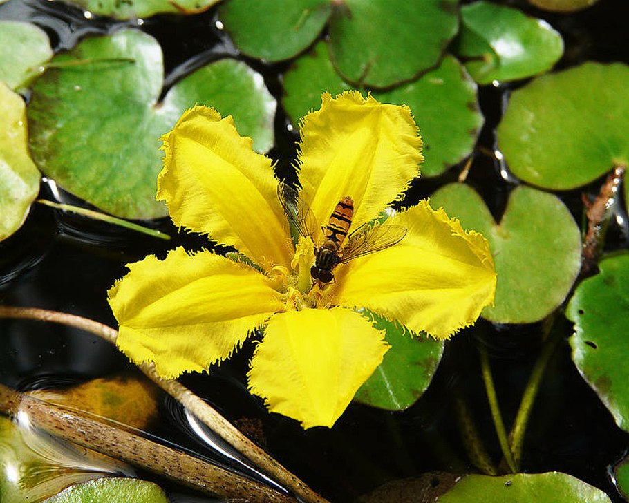 Болотноцветник щитолистный