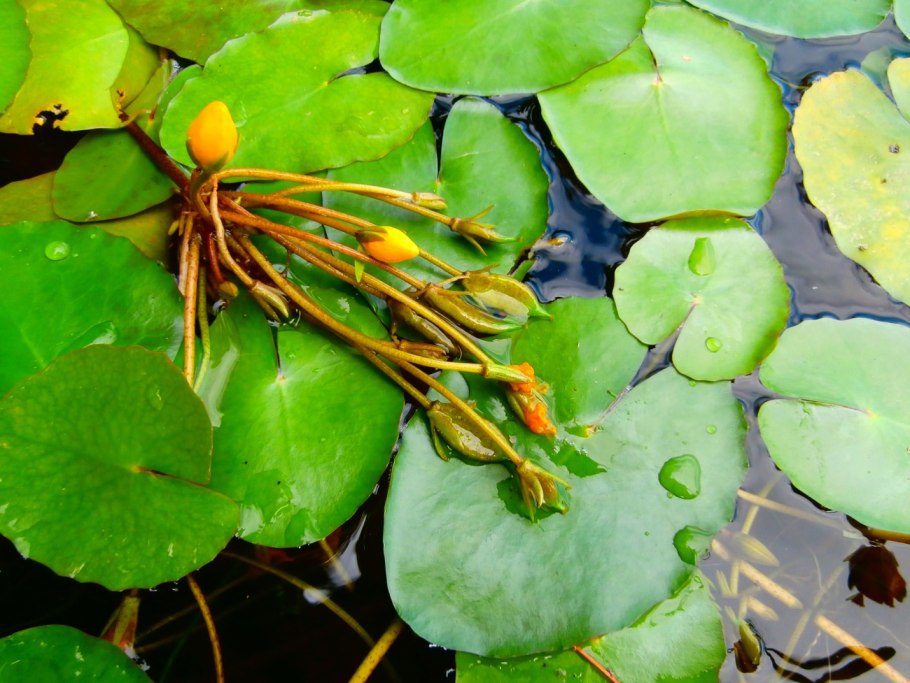 Болотноцветник щитолистный