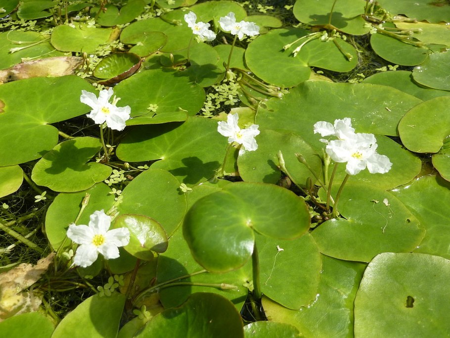 Болотноцветник Нимфейник