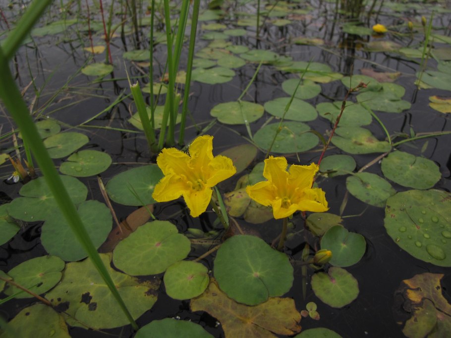 Болотноцветник Нимфейник