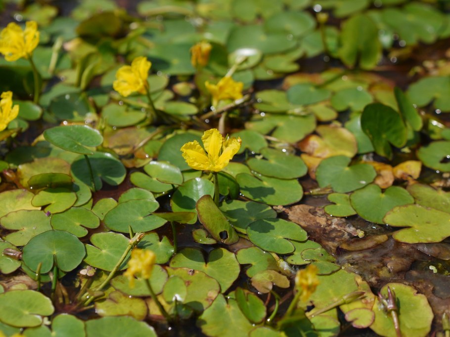 Болотноцветник Нимфейник