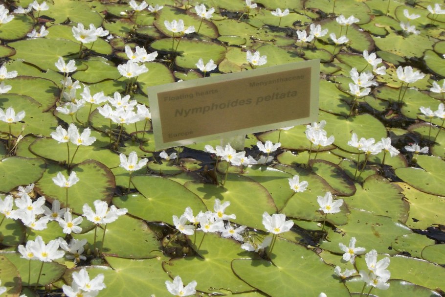 Водокрас лягушачий