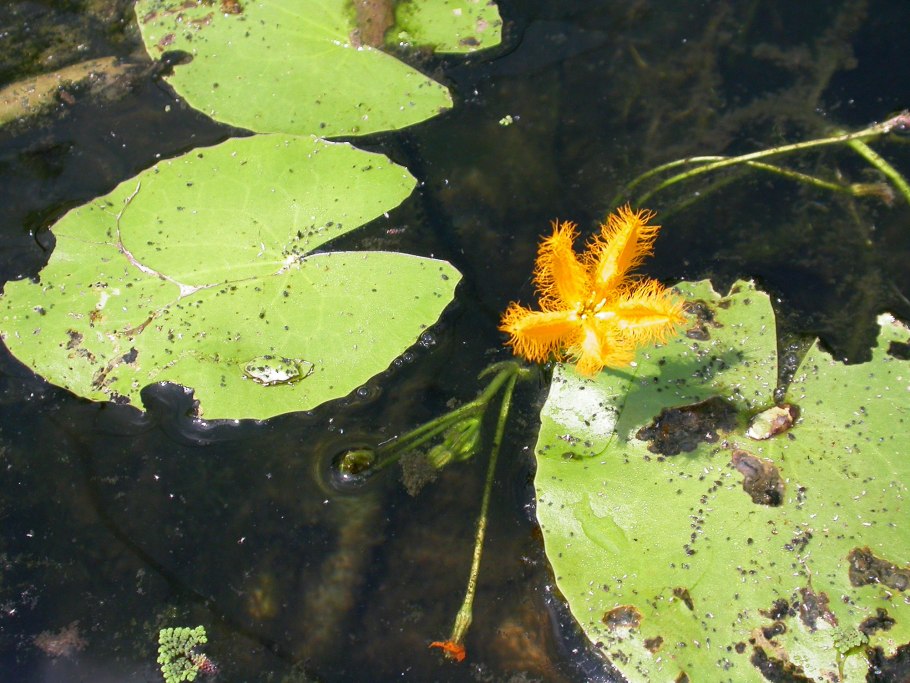 Nymphoides SP. Taiwan