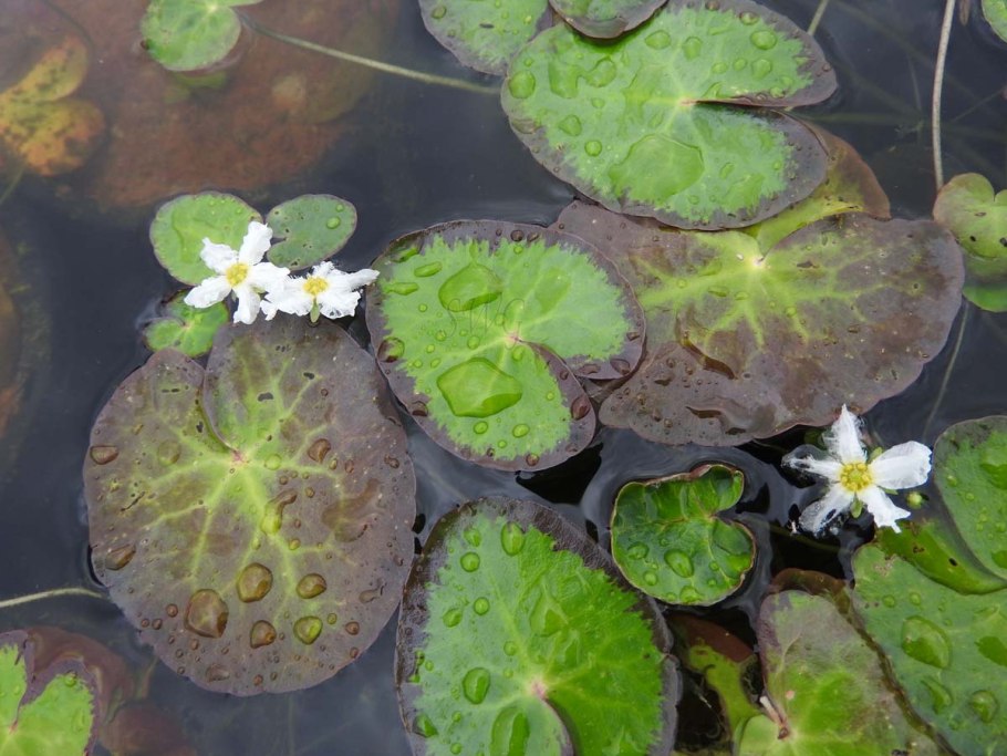 Нимфоцветник щитолистный