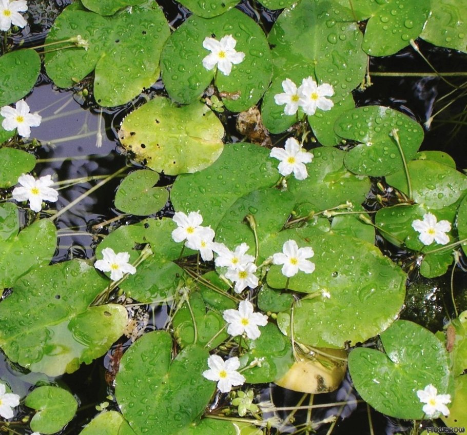 Нимфоидес Водный (Болотноцветник Водный, "водяной банан")