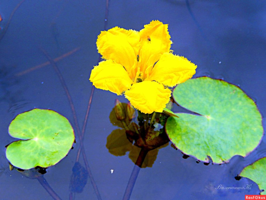 Болотноцветник Нимфейник