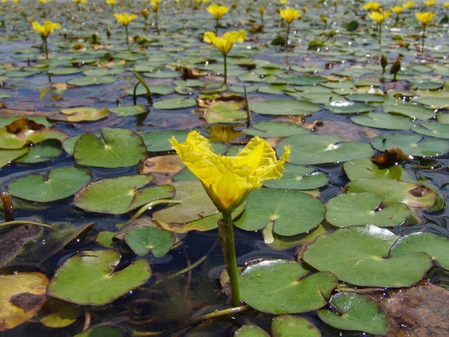Болотноцветник индийский