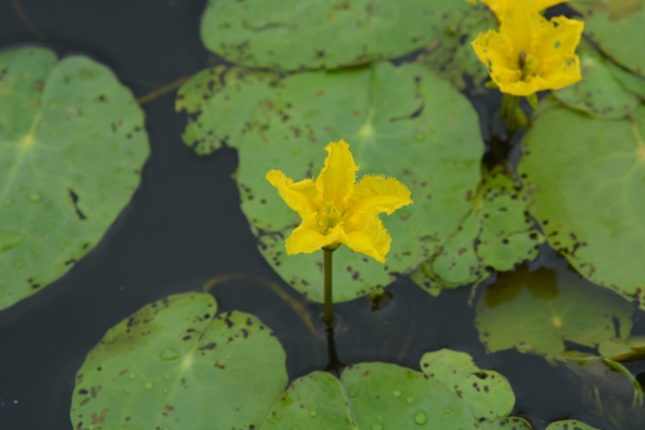 Приспособление болотноцветника