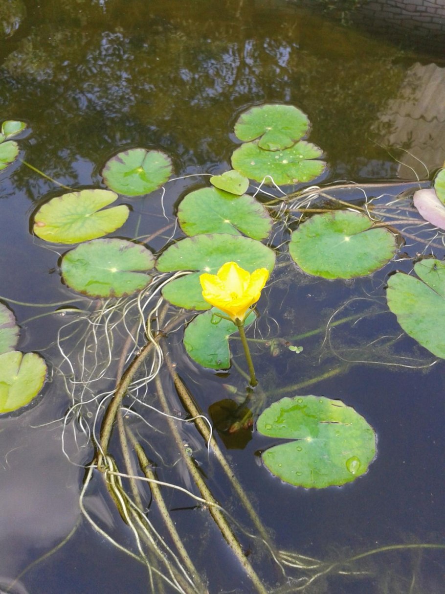 Нимфоидес аквариумное цветет