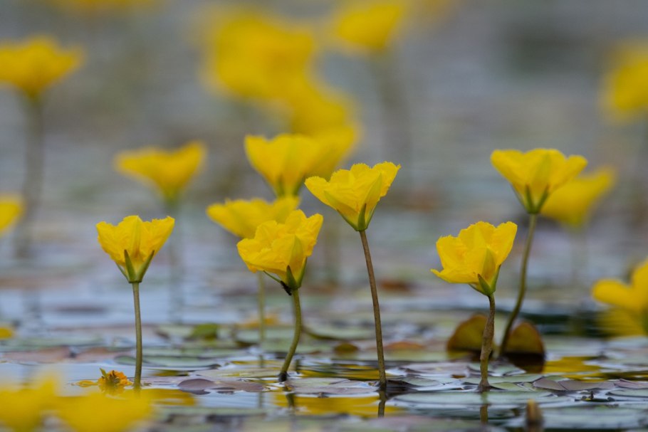 Нимфоидес Сулавеси